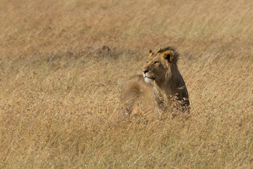 Löwe (Panthera leo)