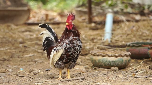 slow-motion of chicken in farm