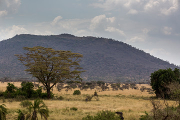 Die Steppe von Tansania