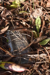 déforestation et boutreille en verre