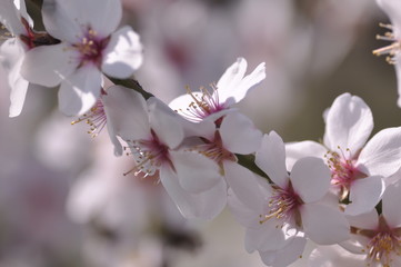 Obraz premium white and pink flowers on a tree 