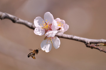 bee, pollen and white flowers