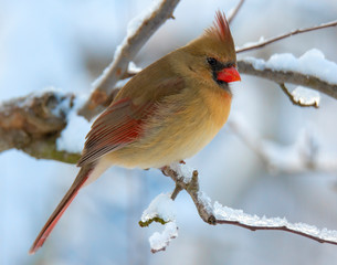 Female Cardinal in Winter