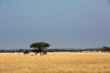 Fototapeta na wymiar Steppe - Tansania
