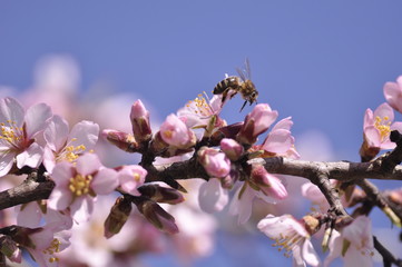 spring flowers in a tree