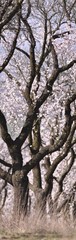 an avenue of trees in blossom 