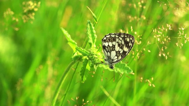 Butterfly on the grass - (4K)