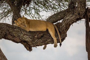 Löwe (Panthera leo)