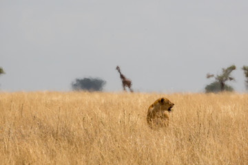 Löwe (Panthera leo)