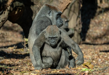 Pretending adult - baby gorilla