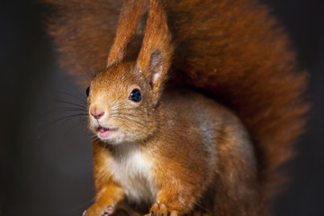 Red squirrel, Sciurus vulgaris, Cute arboreal, omnivorous rodent . Portrait of eurasian squirrel with blurred dark background.