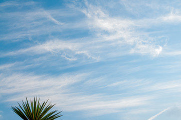 Obraz premium Yucca Sky