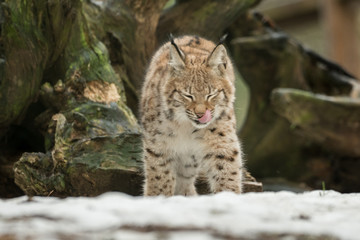 A young lynx is attentively in the forest