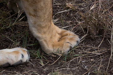 Löwe (Panthera leo)