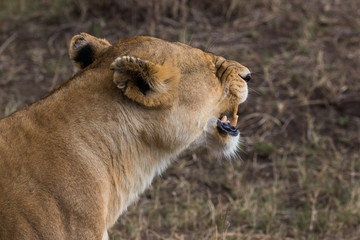 Löwe (Panthera leo)