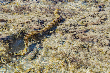 Moray eel under water in shallow sea coral reef, hunts and swims on a Sunny day