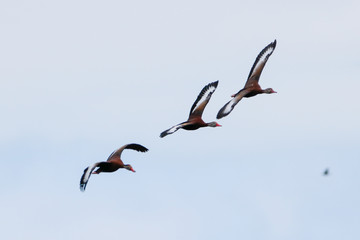 Three Black-bellied Whistling-Ducks (DENDROCYGNA autumnalis) with predator in background