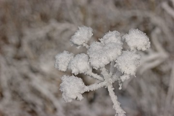 Samenstand des Wiesen-Bärenklaus (Heracleum sphondylium) mit Raureif