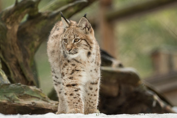 A young lynx is attentively in the forest