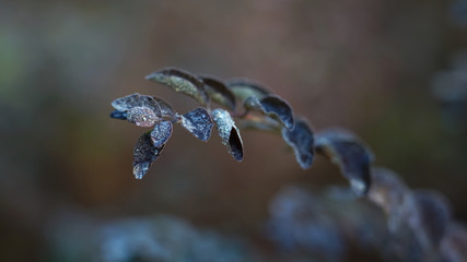 Leaves of a plant during winter.