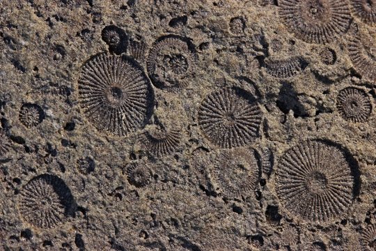 Fossile Crinoiden (Trochiten) aus dem Oberdevon, Makro
