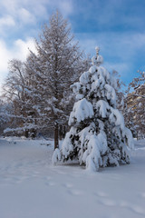 Branches young pine are shrouded in snow in a city park on a winter clear evening. Winter landscape.