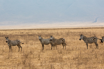 Zebras