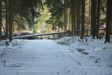 Umgefallener Baum nach dem Wintersturm im Nadelwald