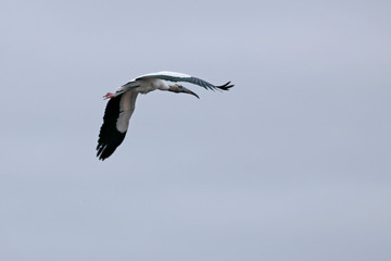 Wood Stork (MYCTERIA americana) in flight