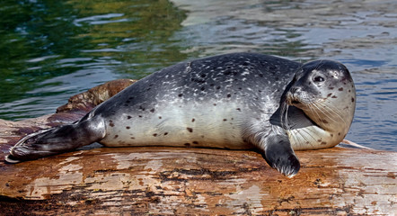 Common seal pup. Also known as harbor seal. Latin name - Phoca vitulina
