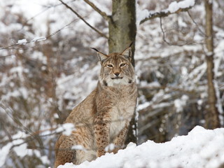 Luchs im Winterwald