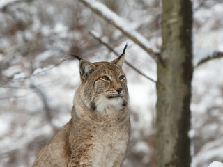Luchs im Winterwald