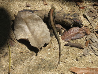 Manzanillo, Costa Rica