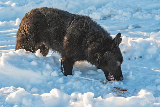 The abandoned dog eats in the snow