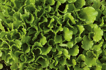 closeup of lettuce leaves