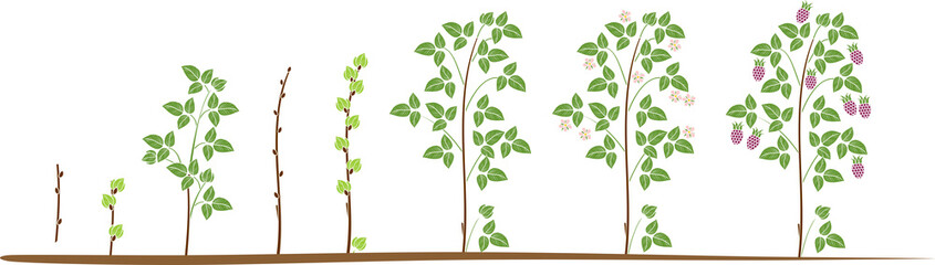 Two year life cycle of raspberry isolated on white background. Growth stages from propagule (stem cutting) to scrub with harvest of red berries