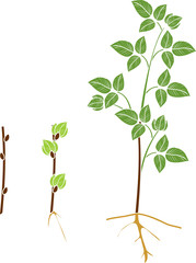 Raspberry vegetative reproduction scheme. Growth stages from propagule (stem cutting) to first year cane (primocane) of raspberry plant