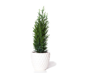 Young cypress isolated on white background. Chamaecyparis in the white pot, common names cypress or false cypress.