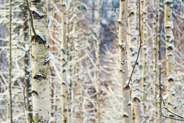 Birch tree trunks peaceful background, sunny winter day, snowy landscape, copy space