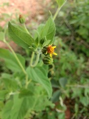 yellow flower