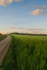 Fototapeta premium road in the field