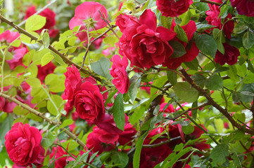 red roses in the garden