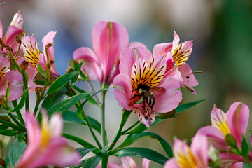 Obraz premium Bee on Wild Alstroemeria 1