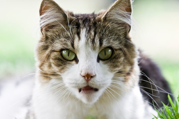 Gato Bosques de Noruega
