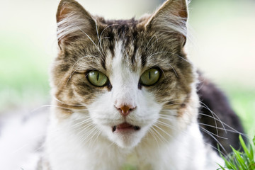 Naklejka na ściany i meble Gato Bosques de Noruega