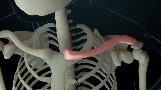 3d rendered footage of skeleton structure with injured bones. Bone pain is shown by red glow. Pain in collarbone section.