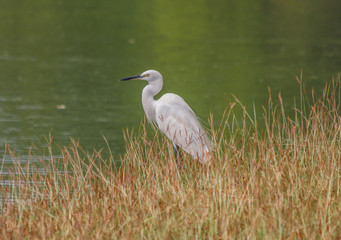 Ayutthaya,Thailand - one of the most amazing things about Thailand is the huge amount of wildlife, which can be spot not only in the countryside, but even in the big cities