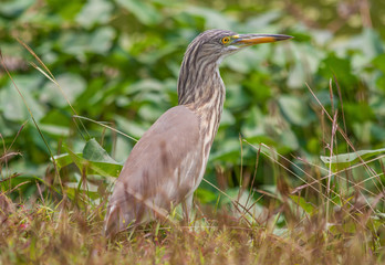 Ayutthaya,Thailand - one of the most amazing things about Thailand is the huge amount of wildlife, which can be spot not only in the countryside, but even in the big cities