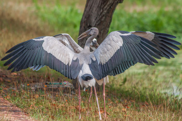 Ayutthaya,Thailand - one of the most amazing things about Thailand is the huge amount of wildlife, which can be spot not only in the countryside, but even in the big cities