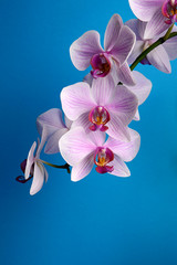 The branch of pink orchid. Beautifull flowers